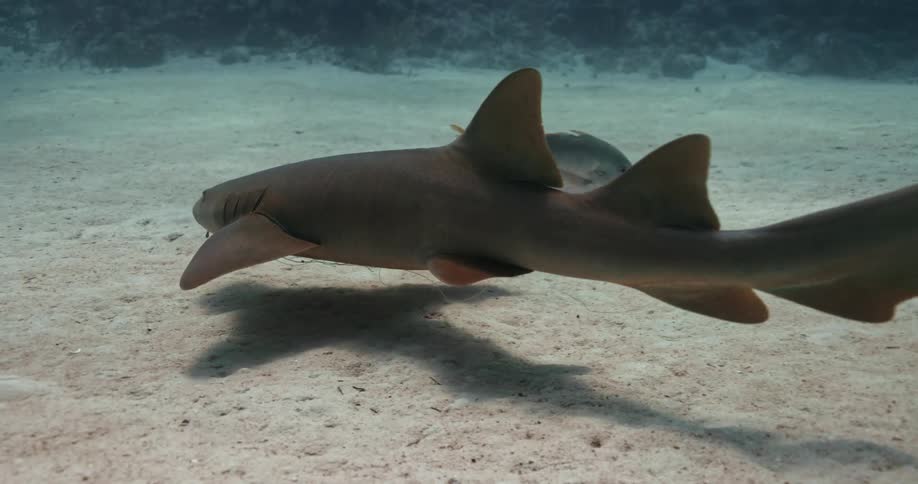 A shark swims past a fish