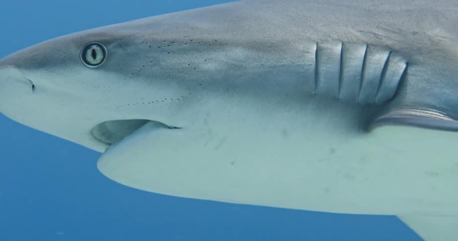 A shark is swimming in the water