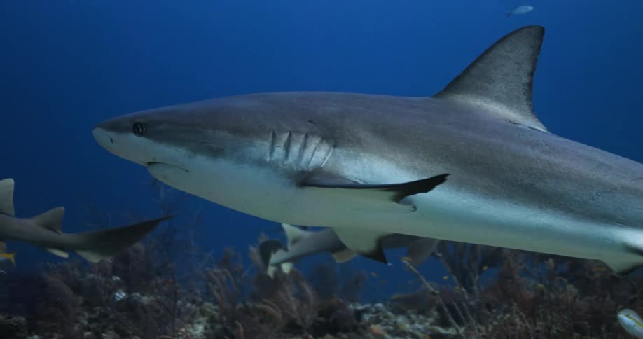 Sharks swimming on the blue ocean water
