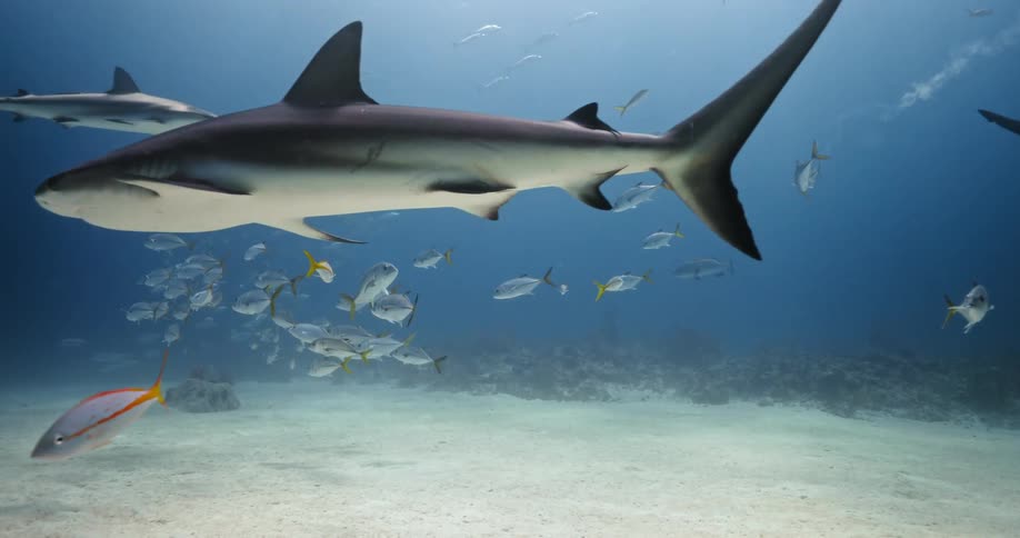 A number of sharks and small fish drift through the water near the ocean floor
