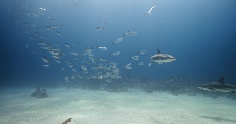 Fish and sharks swim near the sea floor on a sunny day
