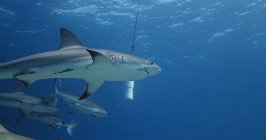 Shark swims past sensor underwater among other sharks and fish