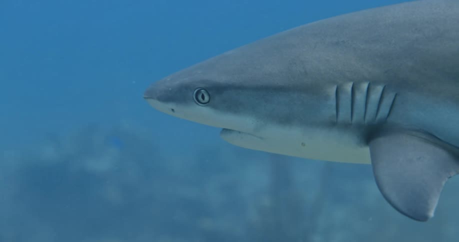 A shark swimming in the ocean