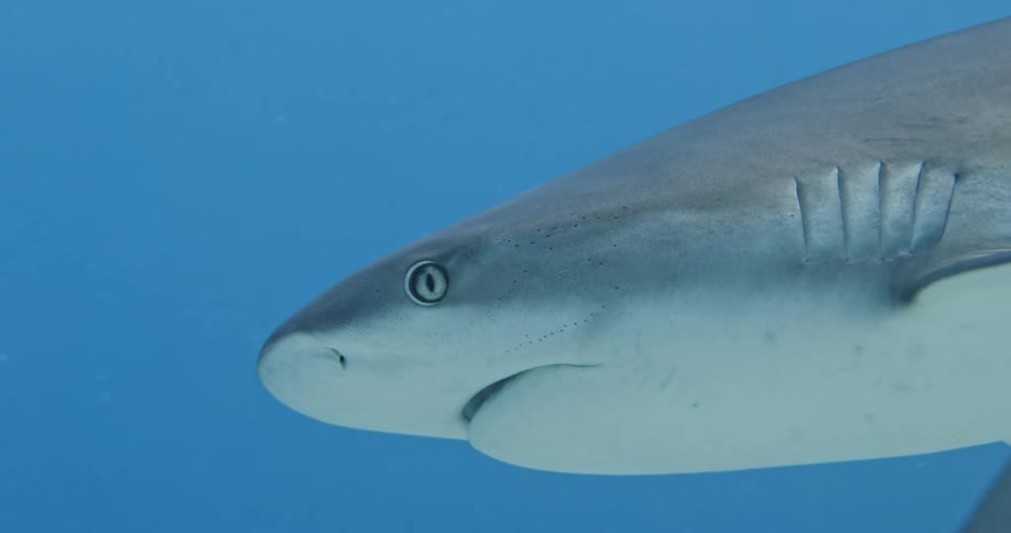 A shark swimming underwater in the ocean