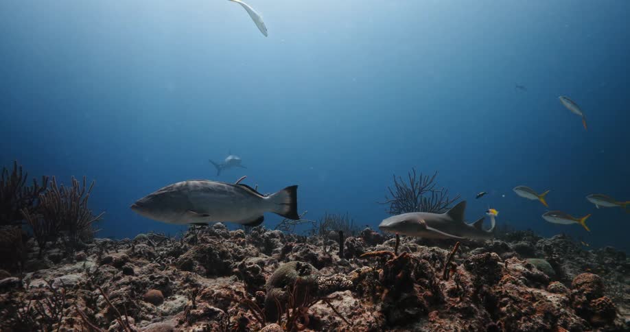 Fish swimming under water