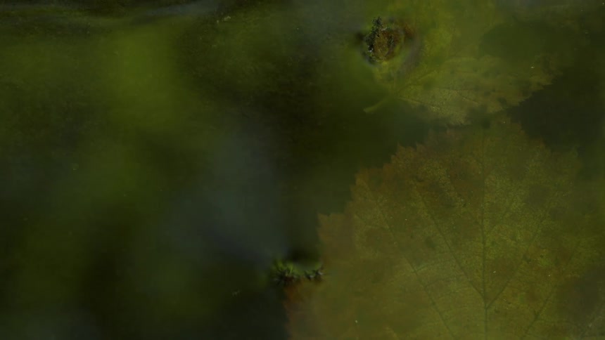 Green liquid moves around