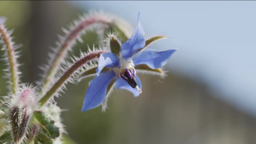 A plant with flowers and leaves with the sky and clouds in the background