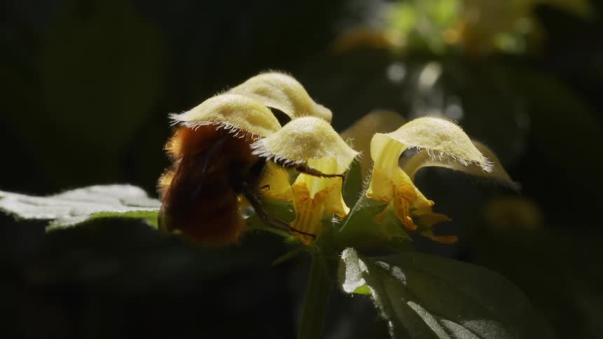 Black and yellow bee makes honey from yellow flower