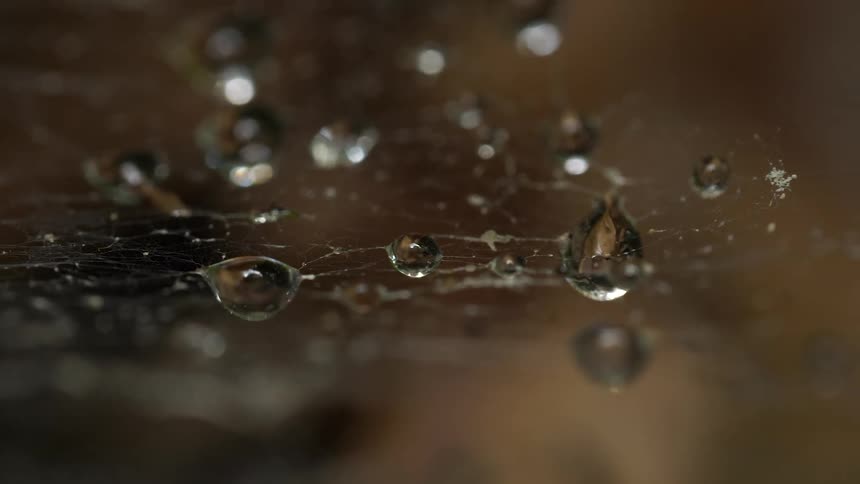 Translucent crystalline drops sit on surface surrounded by tendrils