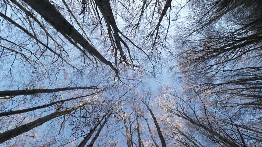 A view up through the trees in a forest