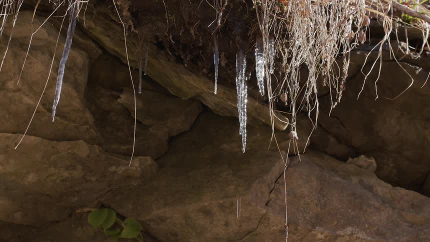 Melting icicles hanging near tendrils of vegetation on rock filled overhang drip water