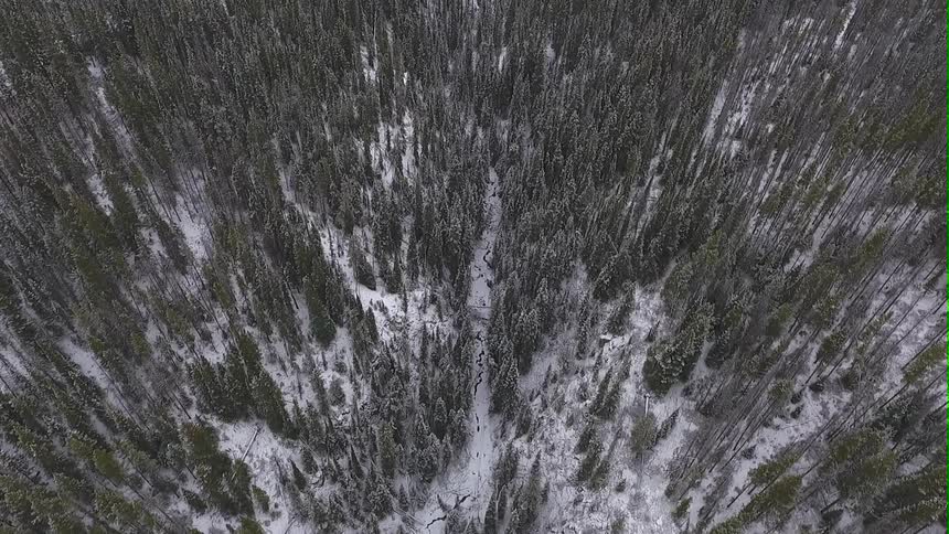Aerial view of a snow covered forest