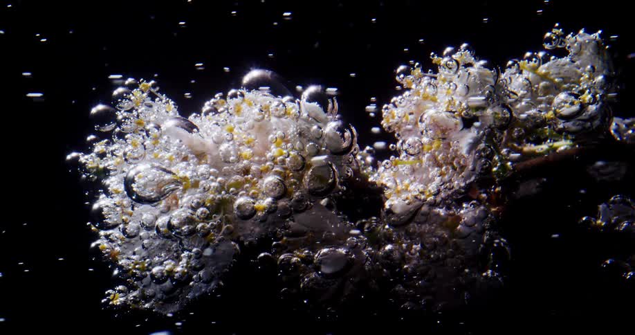 Bubbles flowing past a plant under water