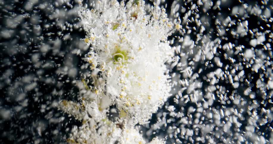 Underwater flower surrounded by air bubbles on a black background