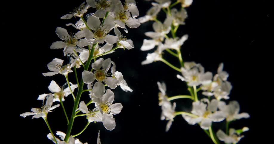 A view of some flowers