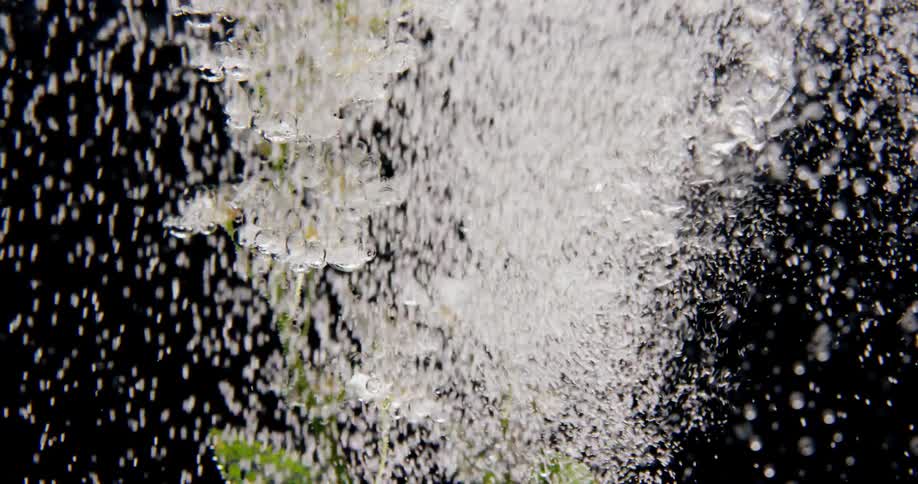 Air bubbles move around small white flowers in an aquarium