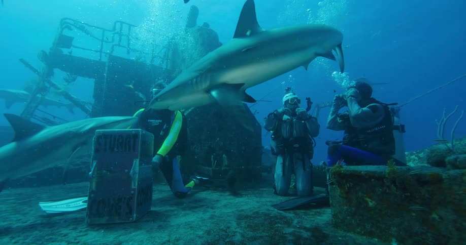 Three scuba divers are surrounded by sharks