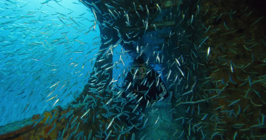 A diver swims through a school of fish in ship wreckage beneath the sea