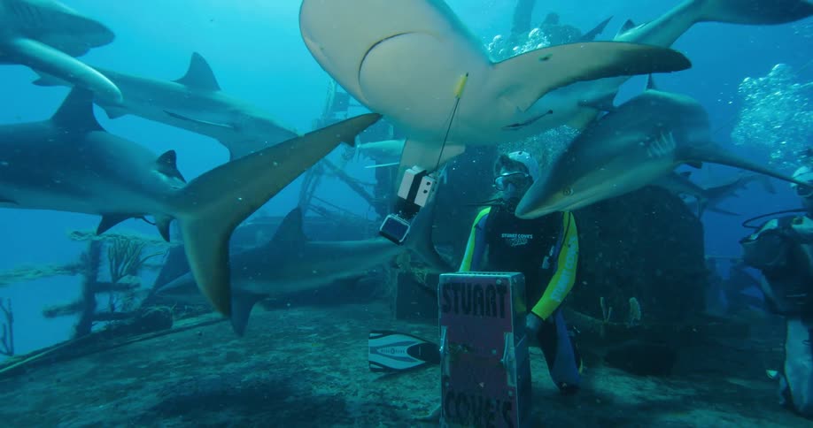 A piece of scientific equipment is knocked around by a group of sharks as a group of divers watch from the sea floor
