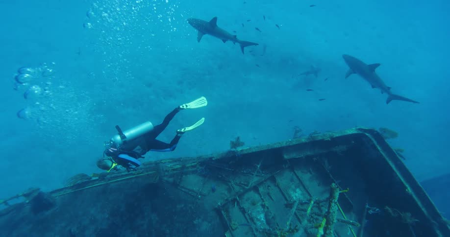 A diver swims near the shipwreck