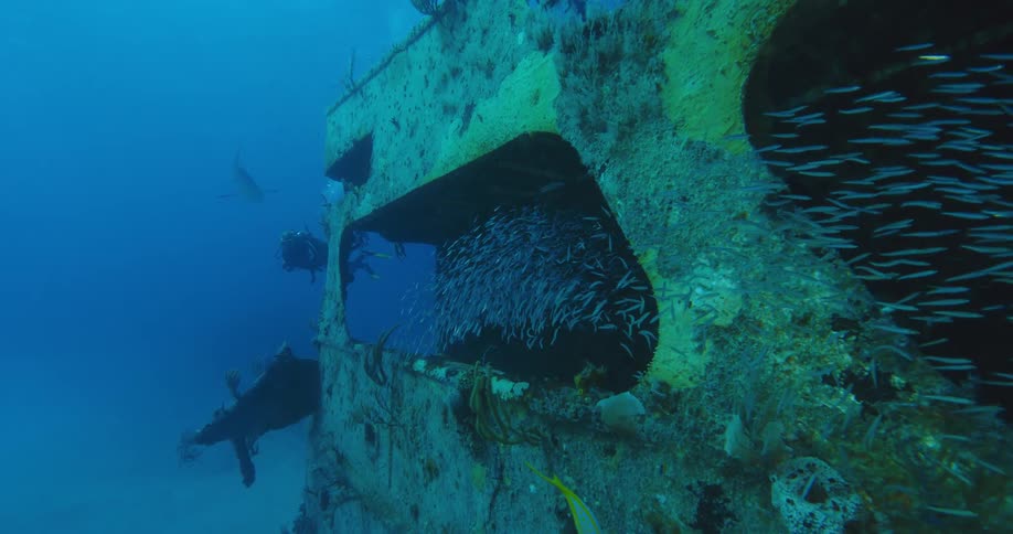 School of small fish swims through wreck as scuba diver approaches passing under shark