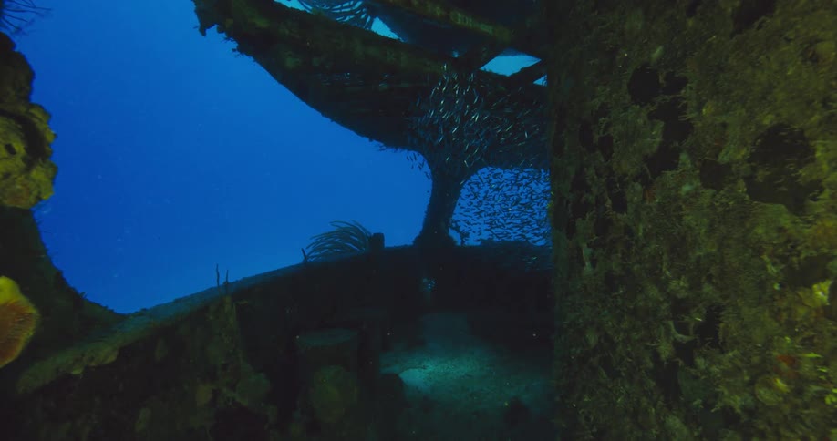 A shark swims past a large school of little fish