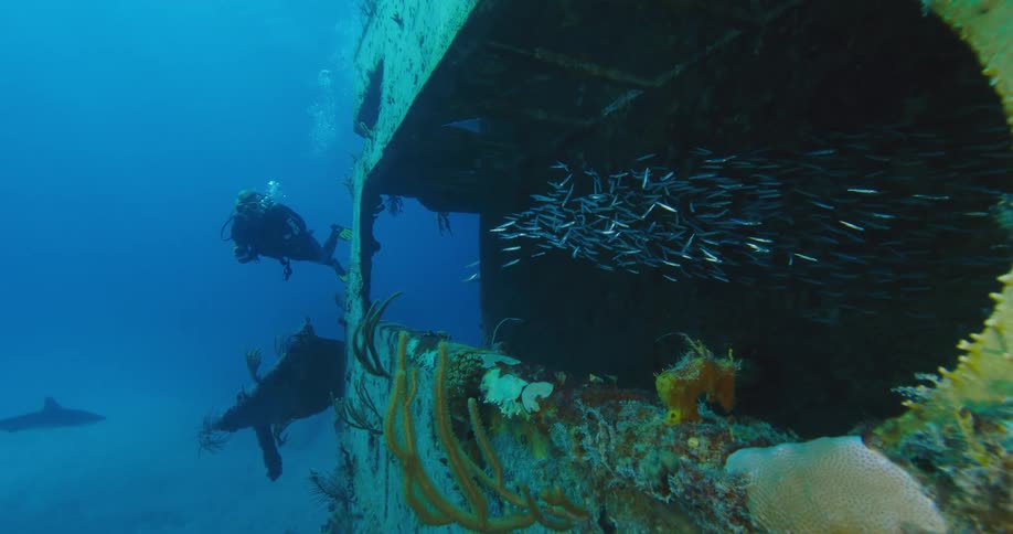 A school of fishes swimming underwater as a scuba diver observes from a distance