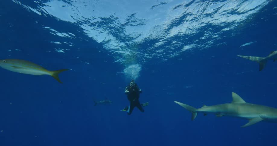 Scuba diver floats underwater as sharks and other fish swim past all bathed by sunlight from above