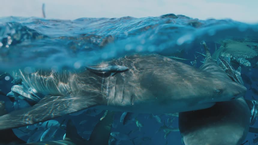 Sharks swimming under the surface of the blue ocean water