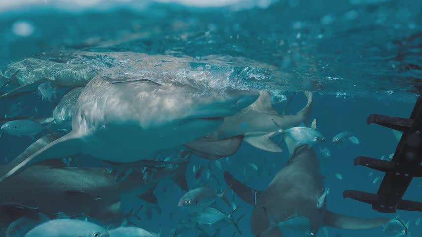 Sharks swimming under the surface of the blue ocean water