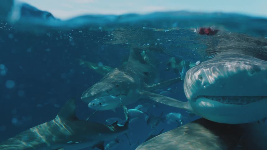 Sharks and fishes swimming underwater as a piece of meat falls into the water
