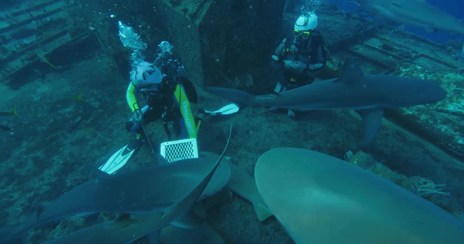 Scuba divers feeding sharks over a wrecked ship on the bottom of the ocean