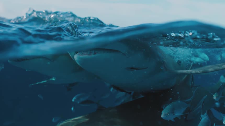 A group of sharks and fish sit near the surface of the water