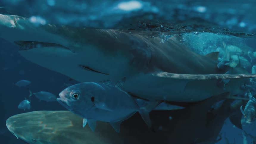 Sharks swimming under the surface of the blue ocean water