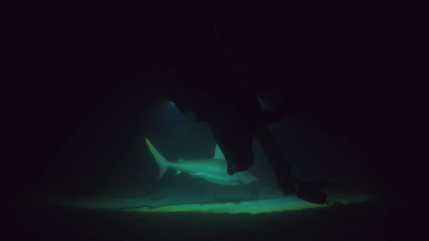 A diver shines a light on a shark as they all swim in the darkness underwater