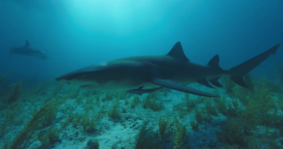 Sharks swimming under water