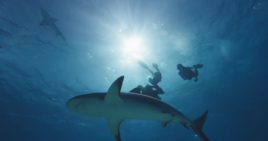 A trio of divers swim along with sharks near the surface of the sea during the day