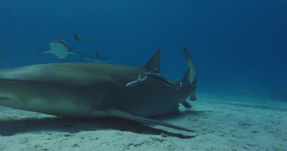 A shark swims on the surface underwater with other fish