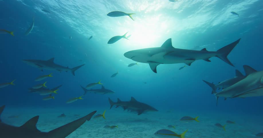 Sharks swimming on the bottom of the blue ocean waters