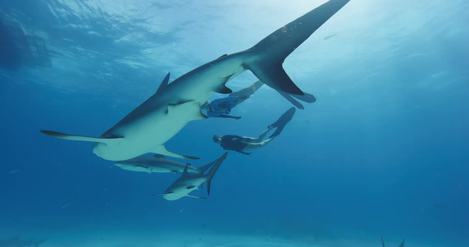 A pair of divers swim with a group of sharks underwater during the day