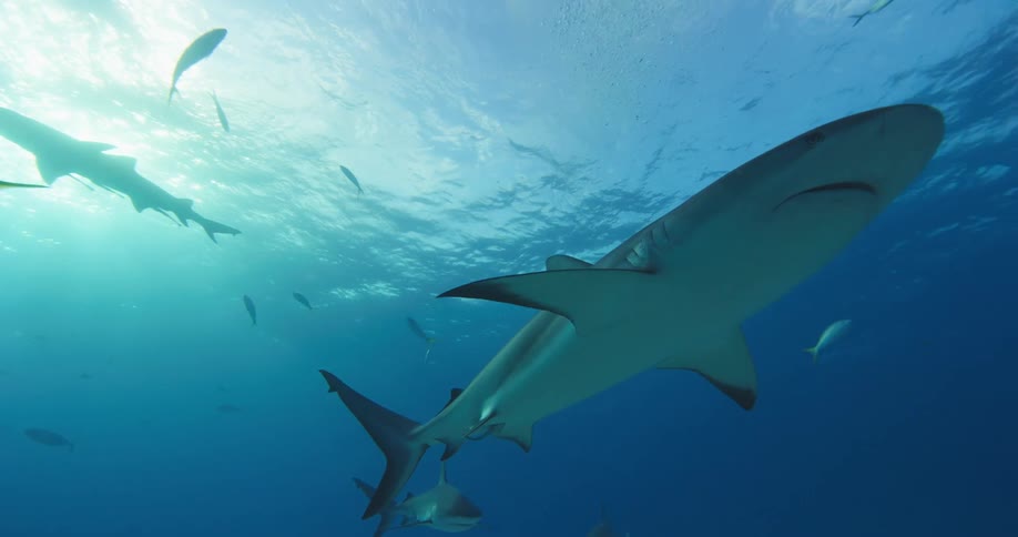 Sharks and fishes swimming underwater in the ocean