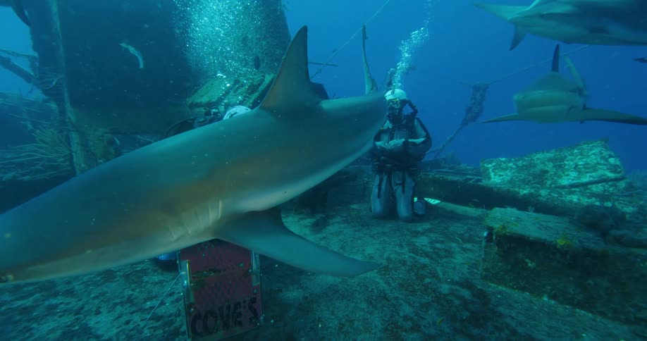 Two scuba divers are surrounded by sharks