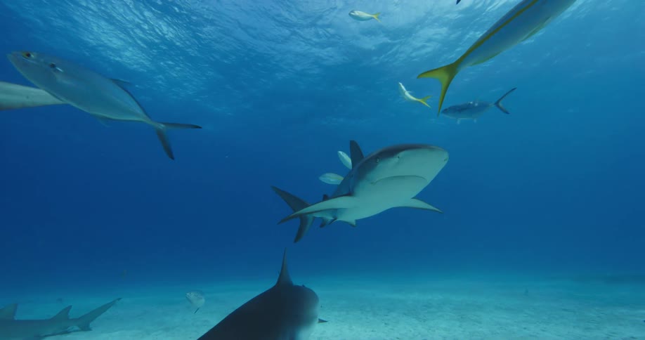 Fish swim among sharks near sandy seafloor with rippling surface visible from beneath