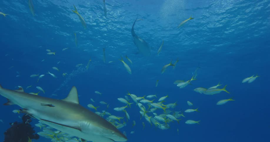 A person with scuba gear swimming underwater with sharks and fishes