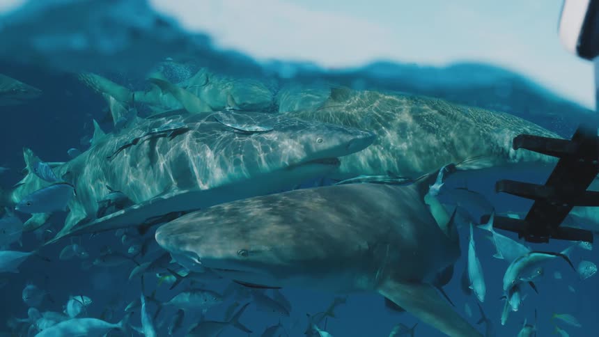 A group of sharks and fish swim near the surface of the ocean on a sunny day