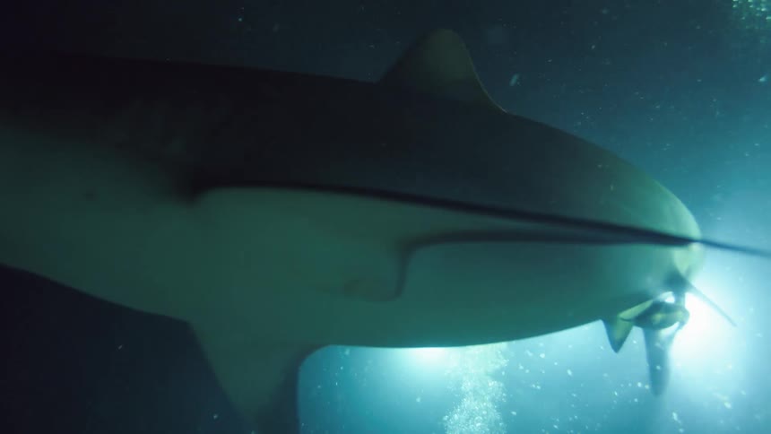 A diver on the sea floor raises his hand towards a shark swimming above him as a light fixture illuminates the dark ocean