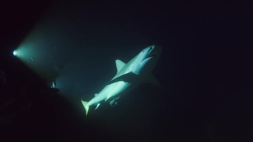Bright headlights shine on a shark swimming near the bottom of the sea