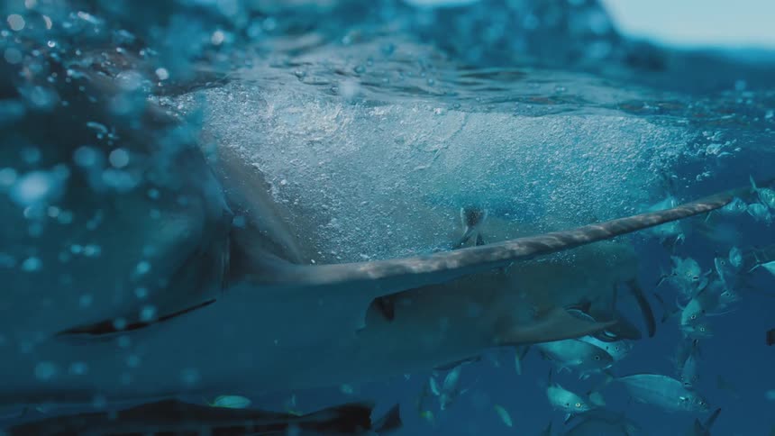 A school of fishes swimming underwater