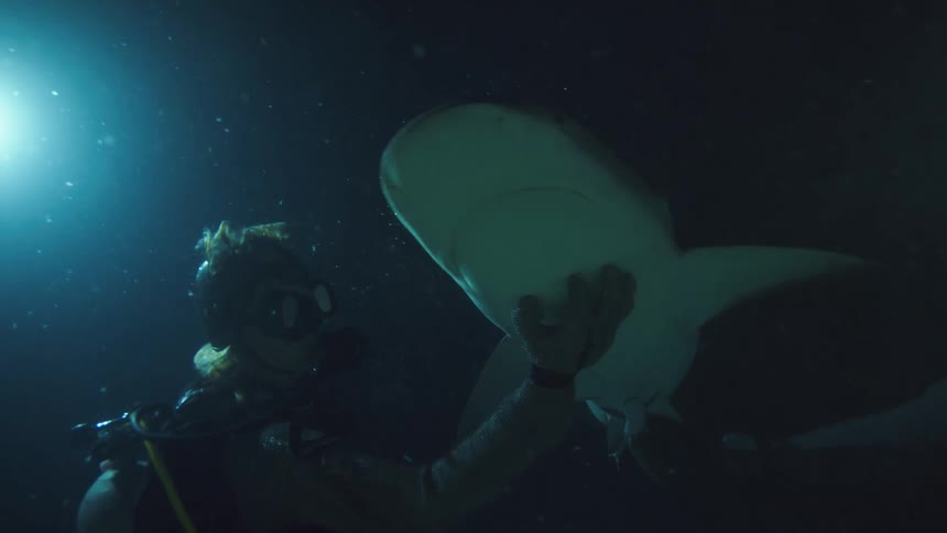 Diver hand feeds shark and scratches its belly as it swims by in dark water lit by light