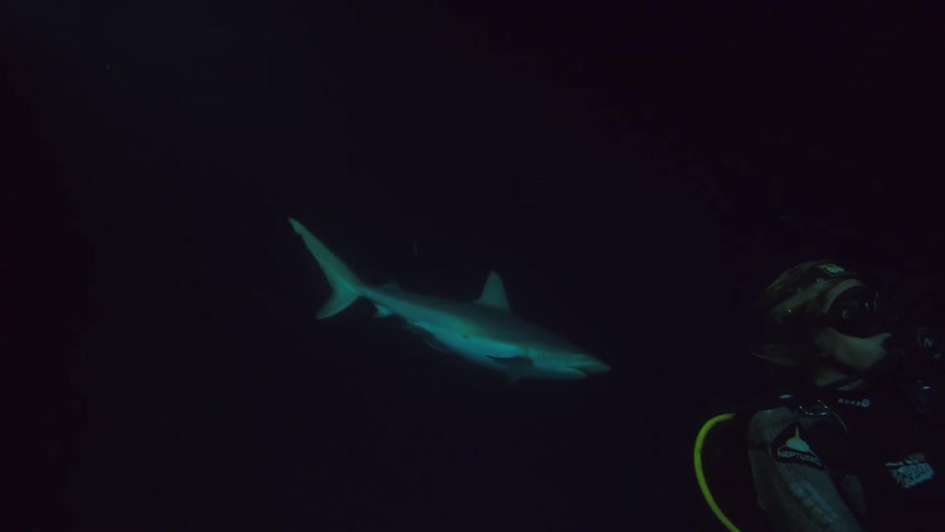A shark swims past two divers